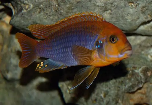 Electric Yellow Cichlid Fish Tank Mates