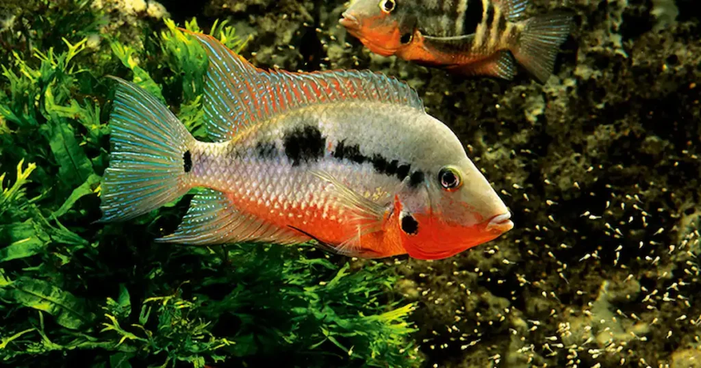 Salvini Cichlid Fish Tank Mates