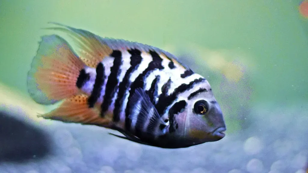 Salvini Cichlid Fish Tank Mates