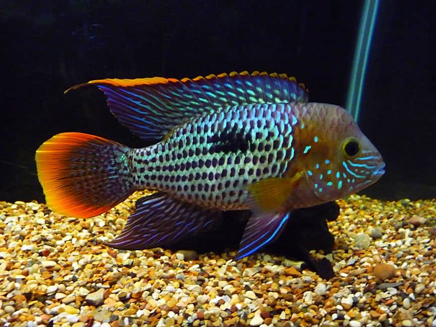 Salvini Cichlid Fish Tank Mates