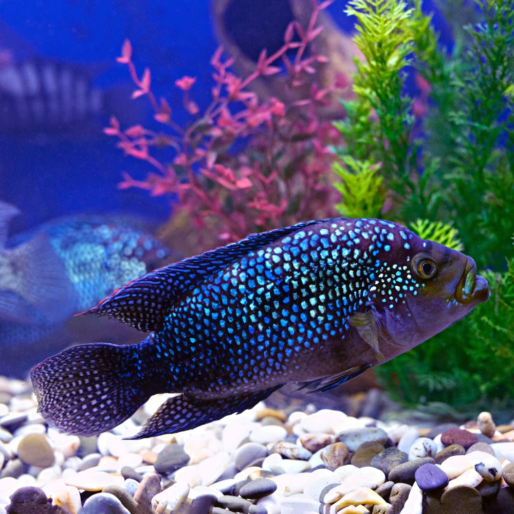 Salvini Cichlid Fish Tank Mates