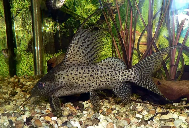 Salvini Cichlid Fish Tank Mates