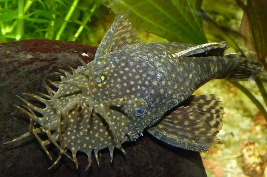 Salvini Cichlid Fish Tank Mates