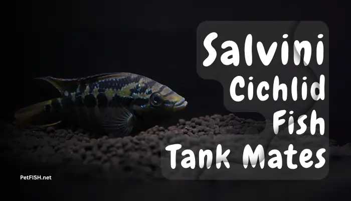 Salvini Cichlid Fish Tank Mates
