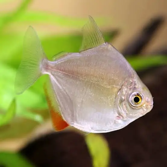 Salvini Cichlid Fish Tank Mates