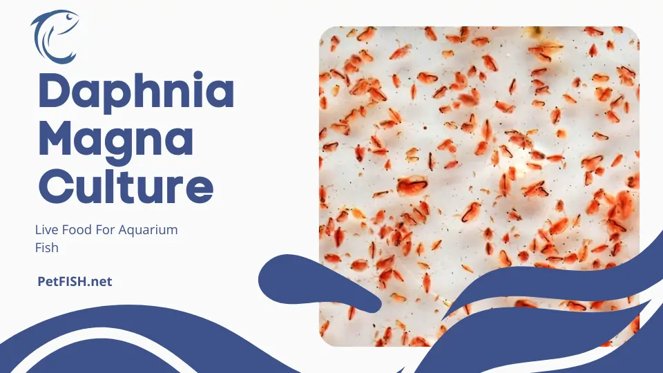 Daphnia Magna Culture