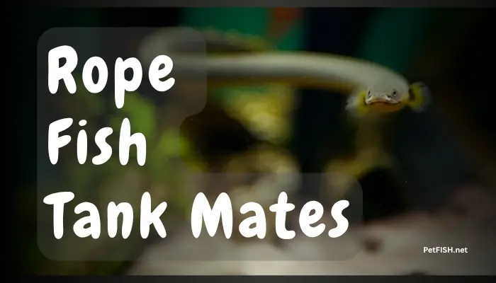 Rope Fish Tank Mates