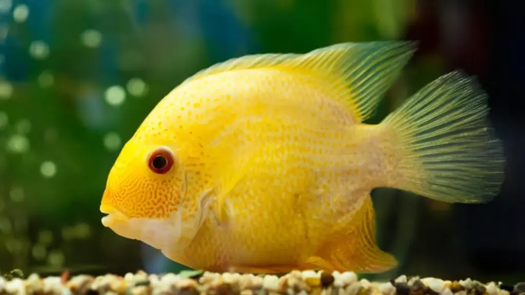 Rope Fish Tank Mate