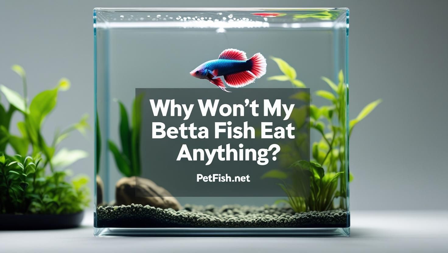 Why Wont My Betta Fish Eat Anything