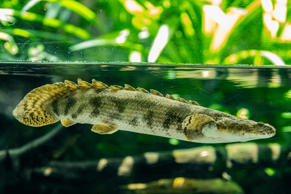 Rope Fish Tank Mate