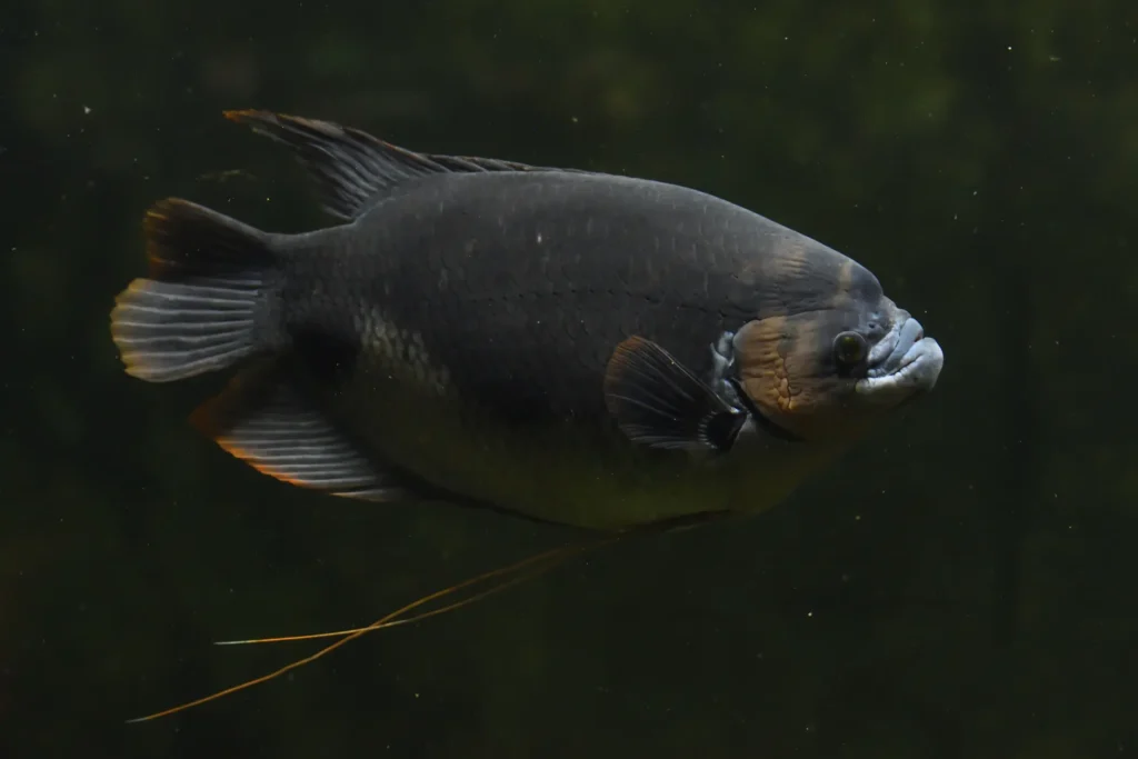 Rope Fish Tank Mate