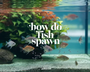 How Do Fish Spawn