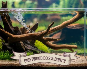 Driftwood Dos Donts
