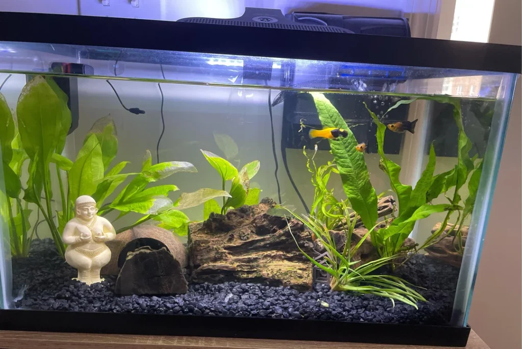 Kuhli Loach 10 Gallon Tank