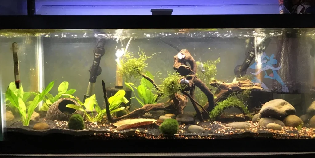 Best Kuhli Loach Tank Ideas 20 gallons