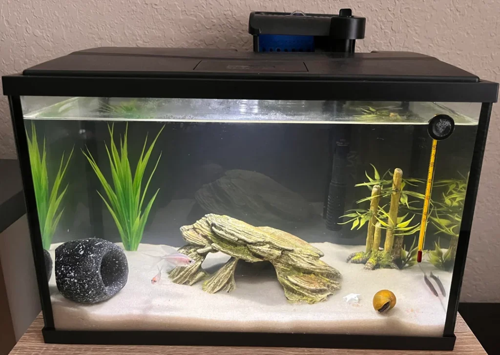 Kuhli Loach 5 Gallon Tank