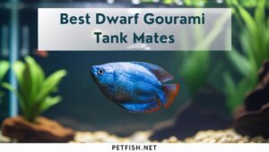 Best Dwarf Gourami Tank Mates