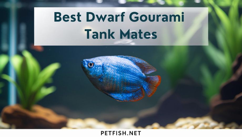Best Dwarf Gourami Tank Mates