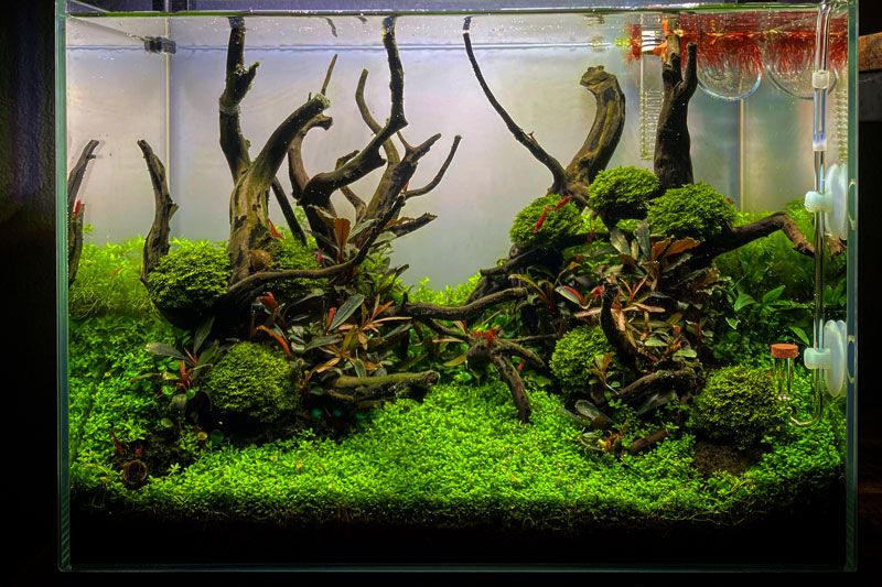 Clown Pleco Fish Tank Amazon River Biotope Ideas