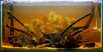 Clown Pleco Fish Tank Rock & Root Jungle Ideas