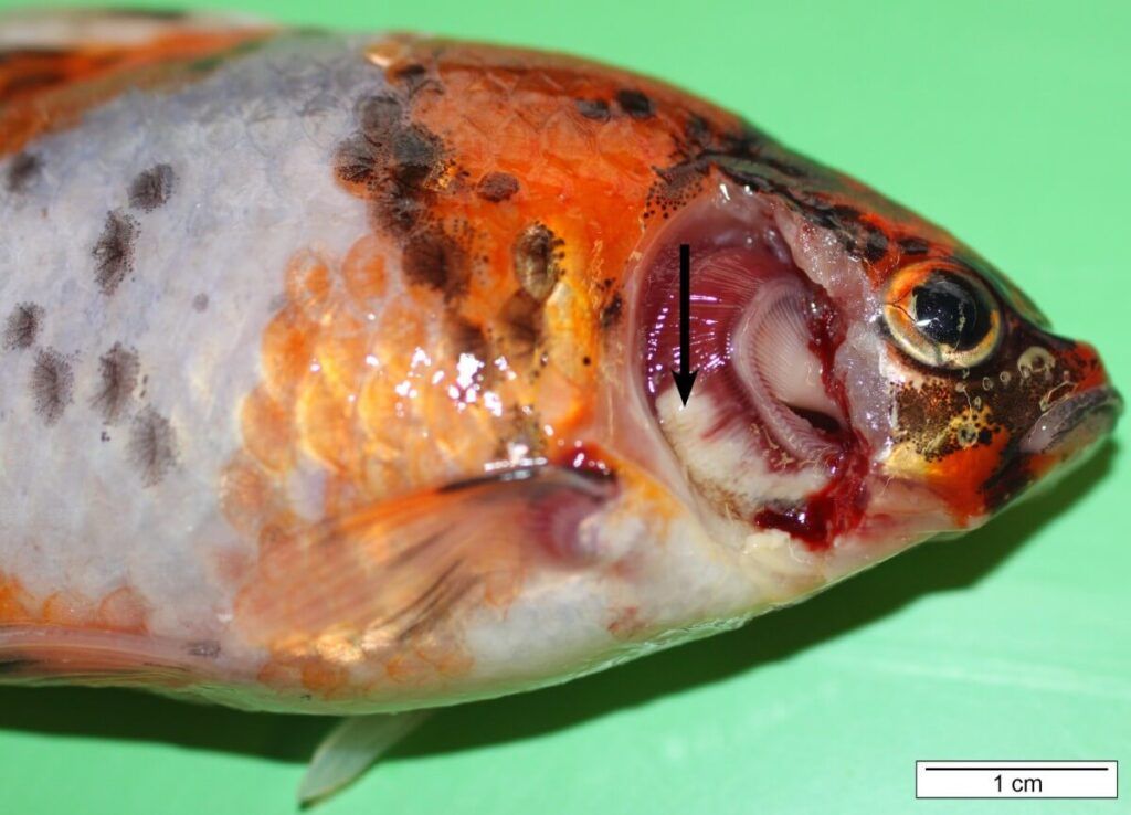 How To Treat Columnaris in Fish Aquarium image