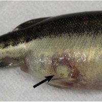 How To Treat Columnaris in Fish Aquarium image 2