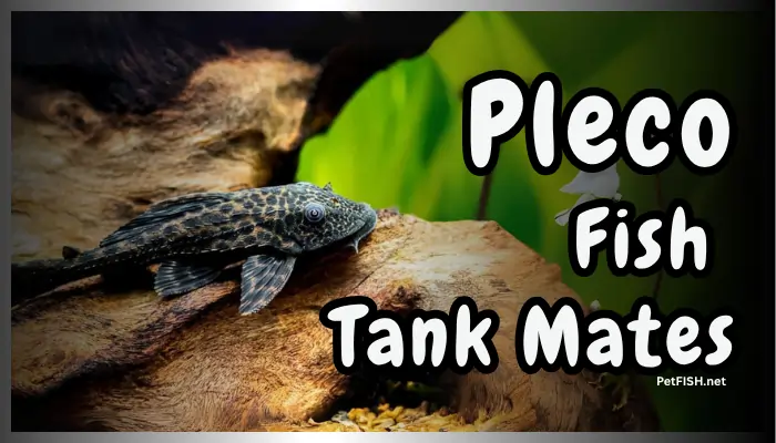 Pleco Fish Tank Mates