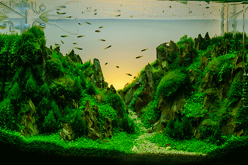 Clown Pleco Fish Planted Natural Fish Tank Ideas