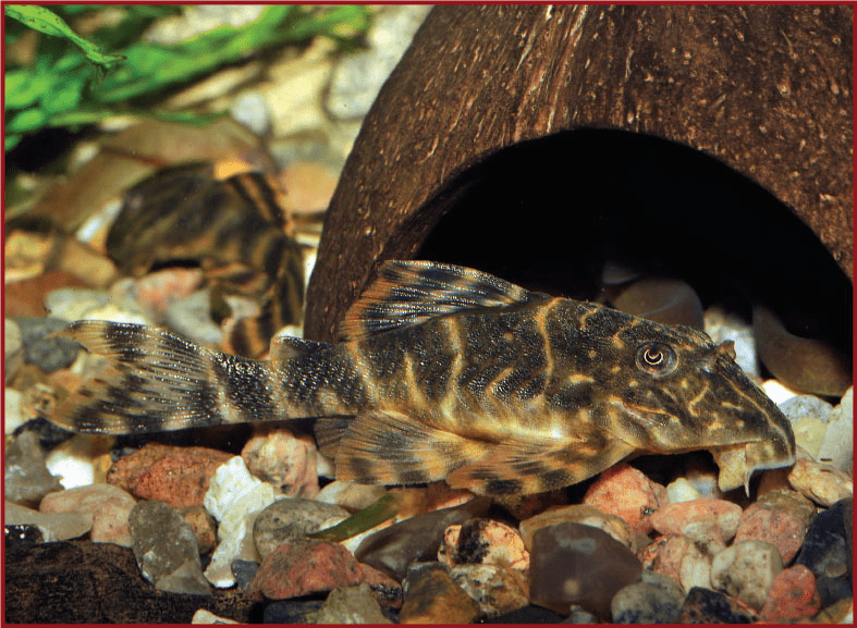 clown pleco fish tank ideas darkwood cave
