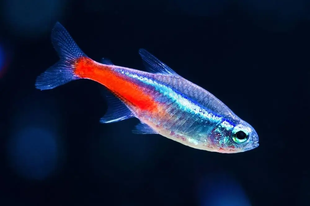 Neon or Cardinal Tetras – small, colorful, and kind
