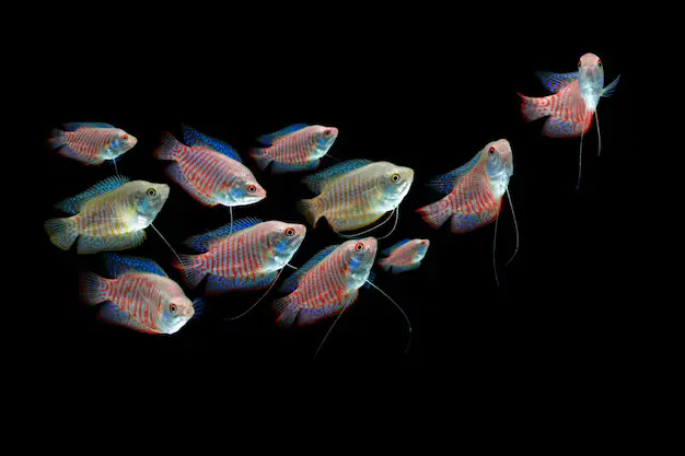 Dwarf Gouramis – can mix well with Rams in roomy tanks