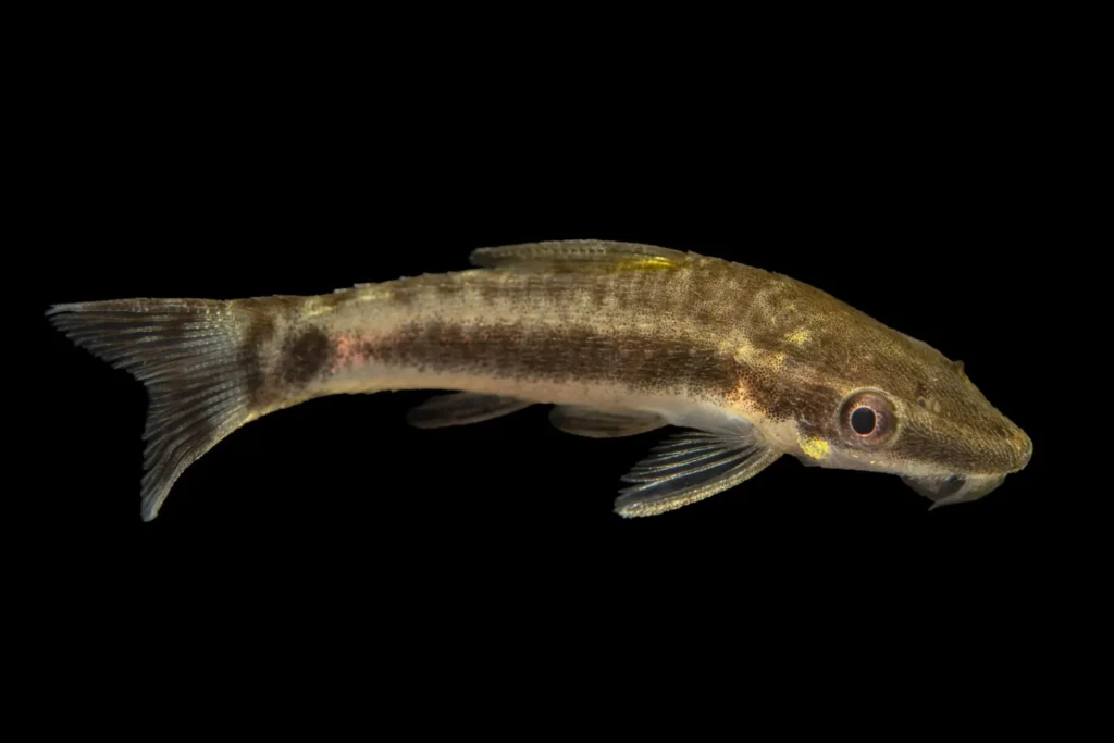 Otocinclus Catfish – tiny algae eaters that mind their business