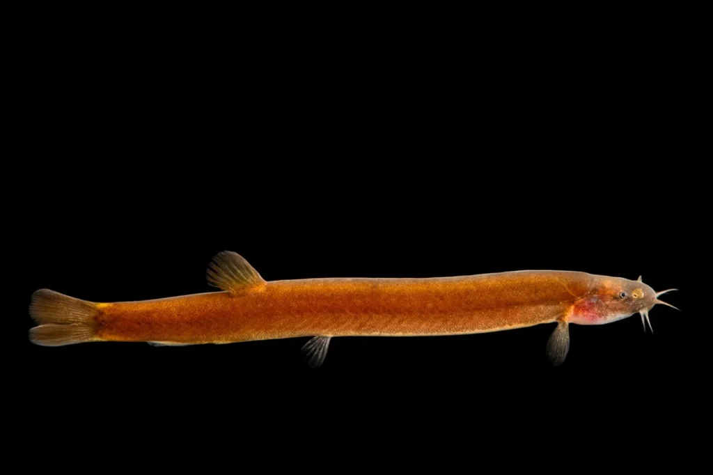 Kuhli Loaches – shy, snake-like fish that stay out of the way