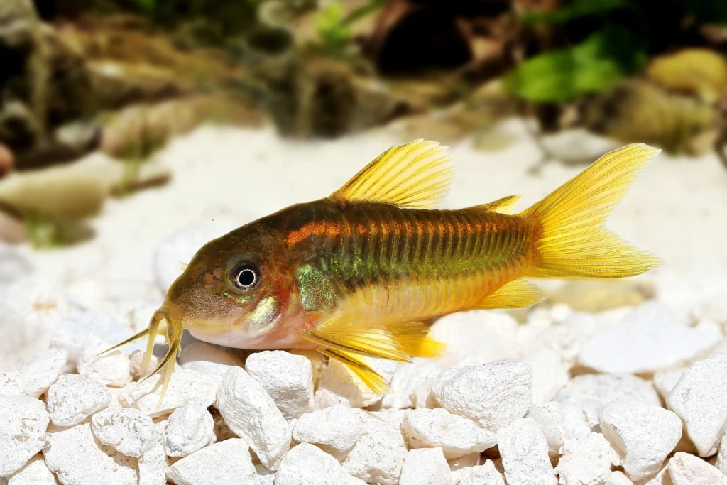 Corydoras Catfish – peaceful bottom dwellers