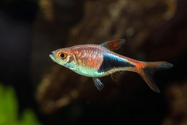 Harlequin Rasboras – gentle, easygoing swimmers