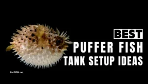 Best Puffer Fish Tank Setup Idea