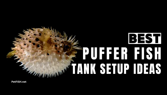 Best Puffer Fish Tank Setup Idea