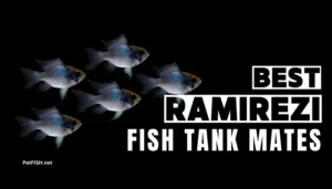 Best Ramirezi Fish Tank Mates [2025]