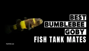 Best bumblebee goby fish Tank Mates [2025]