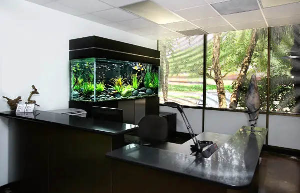 Fish Tank Ideas For Office