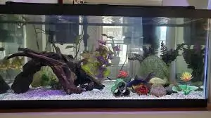 Black Moor Fish Tank Ideas
