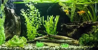 Black Moor Fish Tank Ideas