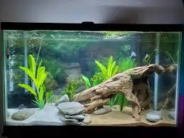 Black Moor Fish Tank Ideas