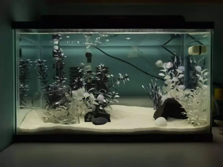 Black Moor Fish Tank Ideas
