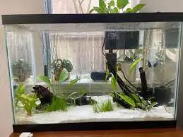 Black Moor Fish Tank Ideas
