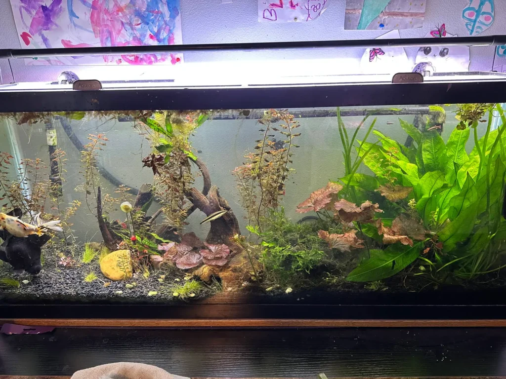 Black Moor Fish Tank Ideas