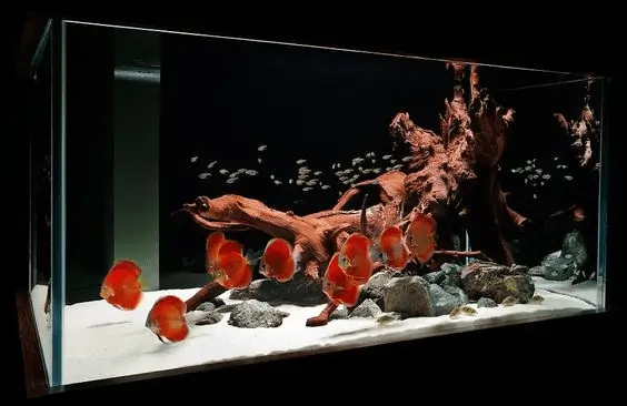 Fish Tank Ideas for Bedroom