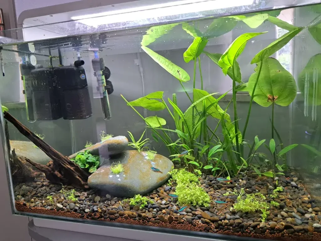 Neon Tetra Fish Tank Ideas