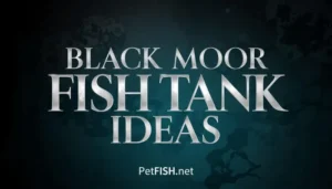 Black Moor Fish Tank Ideas
