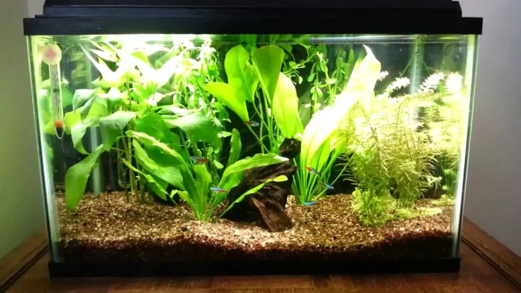Neon Tetra Fish Tank Ideas
